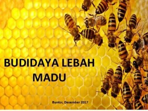 BUDIDAYA LEBAH MADU Buntoi Desember 2017 Lebah Madu