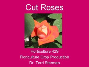 Cut Roses Horticulture 429 Floriculture Crop Production Dr