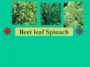 Beet leaf Spinach includes spinach beet spinach fenugreek