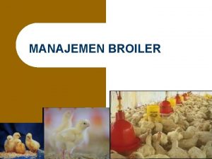 MANAJEMEN BROILER 1 DEFINISI Ayam Broiler adalah Ayamayam
