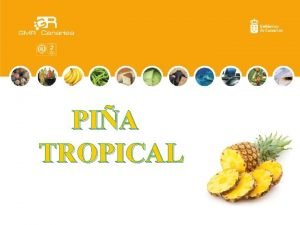 PIA TROPICAL kkj Hola soy Marmy os voy PIA TROPICAL kkj Hola soy Marmy os voy