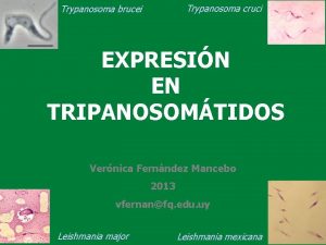 Trypanosoma cruci Trypanosoma brucei EXPRESIN EN TRIPANOSOMTIDOS Vernica