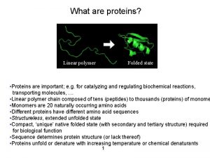 What are proteins Linear polymer Folded state Proteins