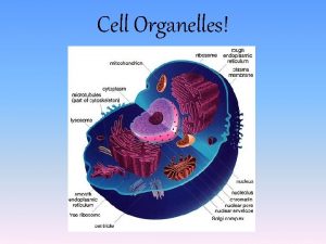 Protist cell organelles