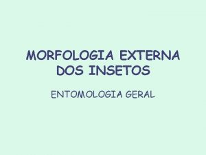 Morfologia externa dos insetos