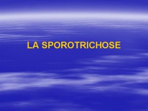 LA SPOROTRICHOSE Dfinition Mycose subaigu ou chronique atteignant