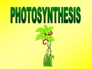 I Photosynthesis in nature A Autotrophs producers organisms