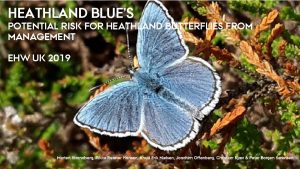 Heathland butterflies