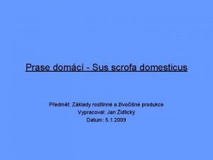 Prase domc Sus scrofa domesticus Pedmt Zklady rostlinn