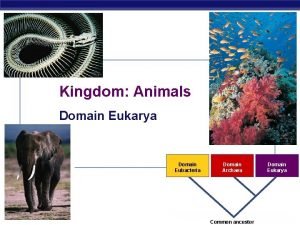Kingdom Animals Domain Eukarya Domain Eubacteria AP Biology