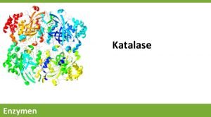 Katalase Enzymen Enzymen Introductie Werkboek en fotos De