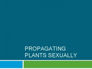 Embryo in plants