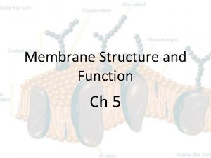 Membrane Structure and Function Ch 5 Cell Membrane