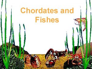 Chordates and Fishes copyright cmassengale Characteristics of Chordates