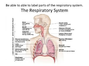 Label the respiratory system