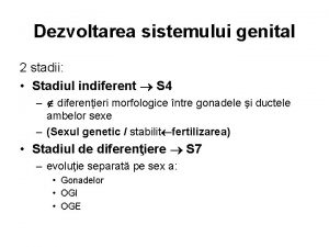 Dezvoltarea sistemului genital 2 stadii Stadiul indiferent S