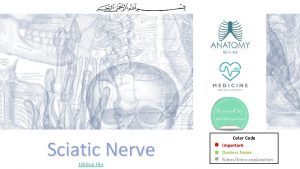 Sciatic Nerve Editing File Color Code Important Doctors