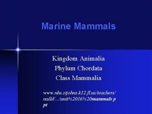 Marine Mammals Kingdom Animalia Phylum Chordata Class Mammalia