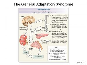 The General Adaptation Syndrome Figure 18 21 Flowsheet