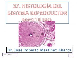 37 HISTOLOGA DEL SISTEMA REPRODUCTOR MASCULINO 23112020 1