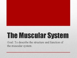 5 functions of the muscular system