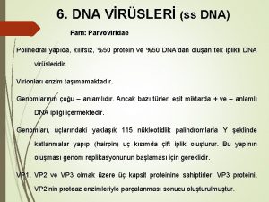 6 DNA VRSLER ss DNA Fam Parvoviridae Polihedral