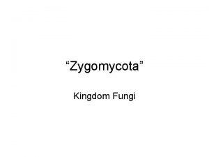 Zygomycota Kingdom Fungi Zygomycota Vegetative stage well developed