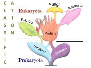 Features of porifera
