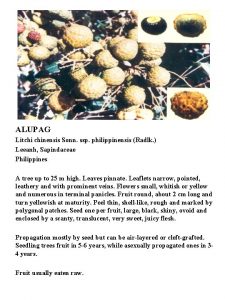 Alupag fruit