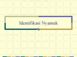 Identifikasi Nyamuk Nyamuk Anophelini Anopheles Culicini Aedes Culex