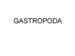 GASTROPODA Classis Gastropoda puevi Asimetrine ivotinje Telo glava