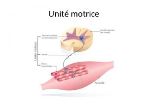 Unit motrice Syndrome myogne Dr S belounnar 20152016