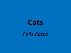 Cats Felis Catus History First cat appeared 35