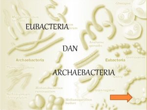 EUBACTERIA DAN ARCHAEBACTERIA A Eubacteria Bakteri Eubacteria berasal