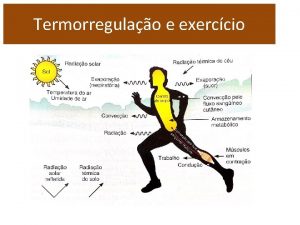 Termorregulao e exerccio Termorregulao Controle da temperatura Ativao