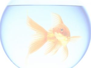 What of this goldfish would you wish worksheet