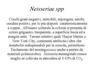 Neisseriae spp Cocchi gramnegativi immobili asporigeni aerobi ossidasi