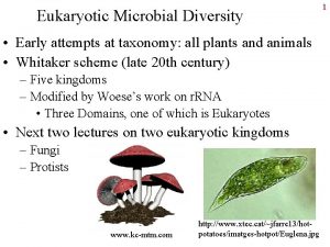 Eukaryotic diversity