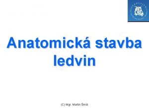 Anatomick stavba ledvin C Mgr Martin md Uloen