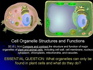 Cell Organelle Structures and Functions SC 6 L