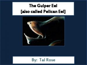 Pelican eel facts