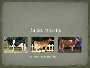 Razze bovine di Francesco Boffoli Razza Frisona italiana