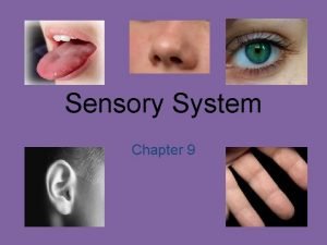 Sensory System Chapter 9 Sensory Organs Sense Touch