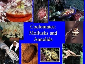 Coelomates Mollusks and Annelids Coelomates Eucoelomates Have body