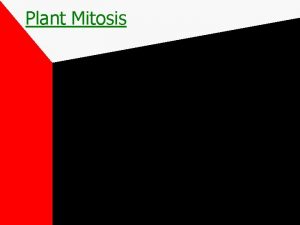 Plant Mitosis Cell Cycle Interphase Mitosis Cytokinesis IMPORTANCE
