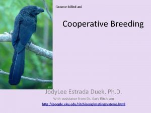 Groovebilled ani Cooperative Breeding Jody Lee Estrada Duek