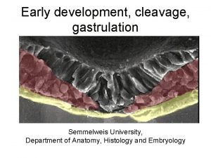 Early development cleavage gastrulation Semmelweis University Department of