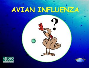 AVIAN INFLUENZA AVIAN INFLUENZA What is it How