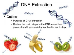 Purpose of DNA Extraction To obtain DNA in