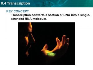 8 4 Transcription KEY CONCEPT Transcription converts a